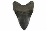 Serrated, Fossil Megalodon Tooth - South Carolina #340277-2